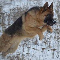 Петя Смирнов