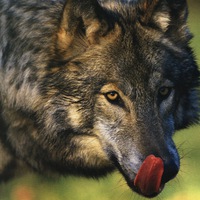 Любовь Шалагаева