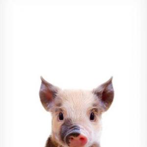 Hamsterviel
