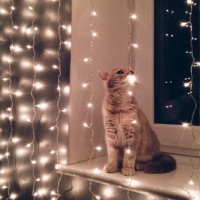 MEOW